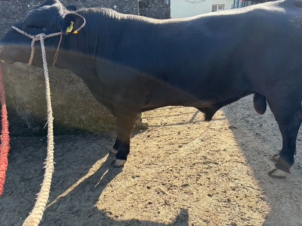 Pedigree Angus Bull - Image 2