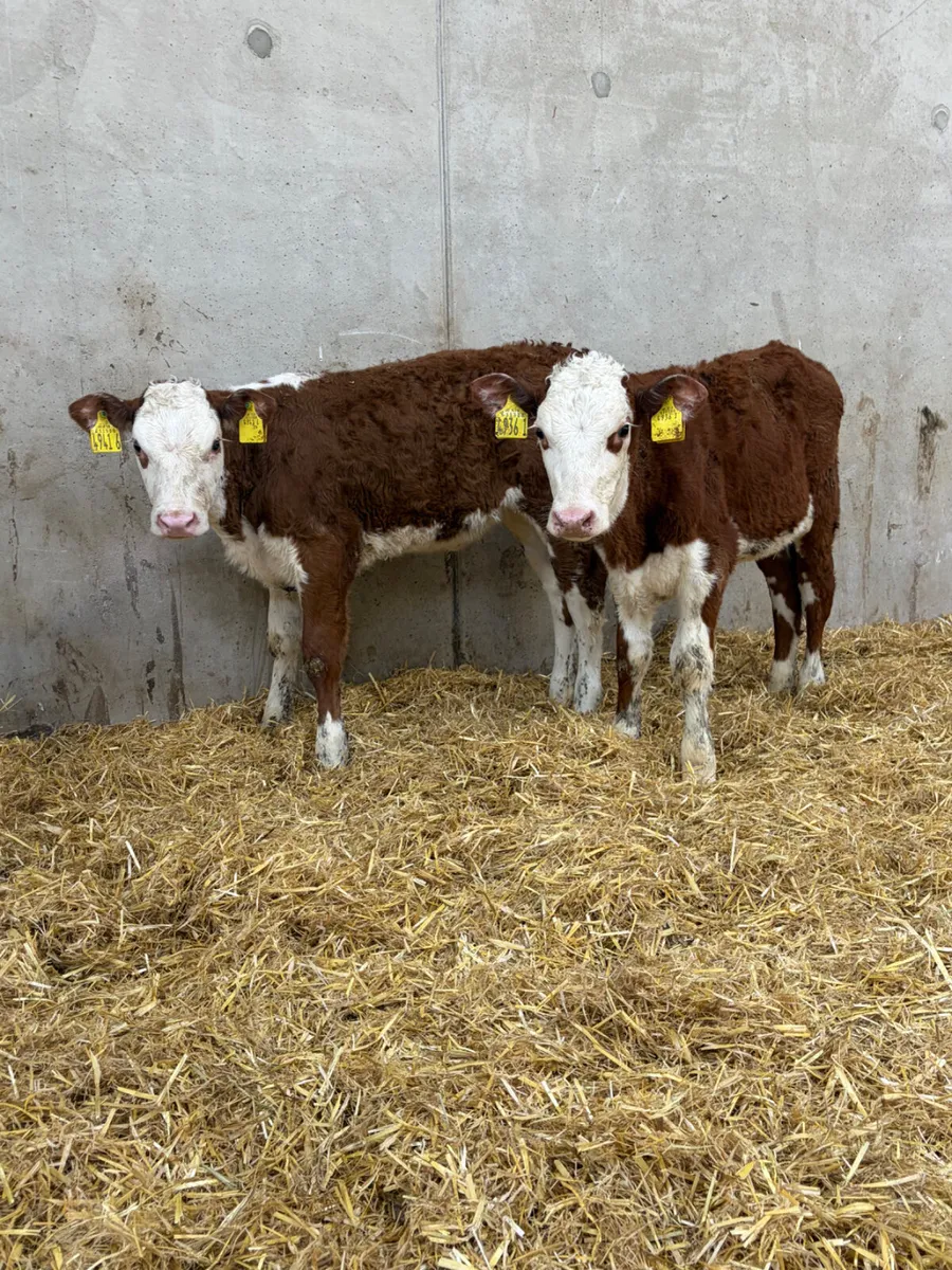 2 Hereford Heifer Calves - Image 1