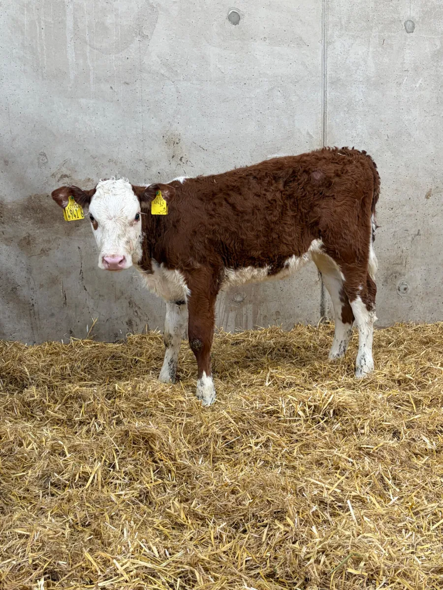 2 Hereford Heifer Calves - Image 2