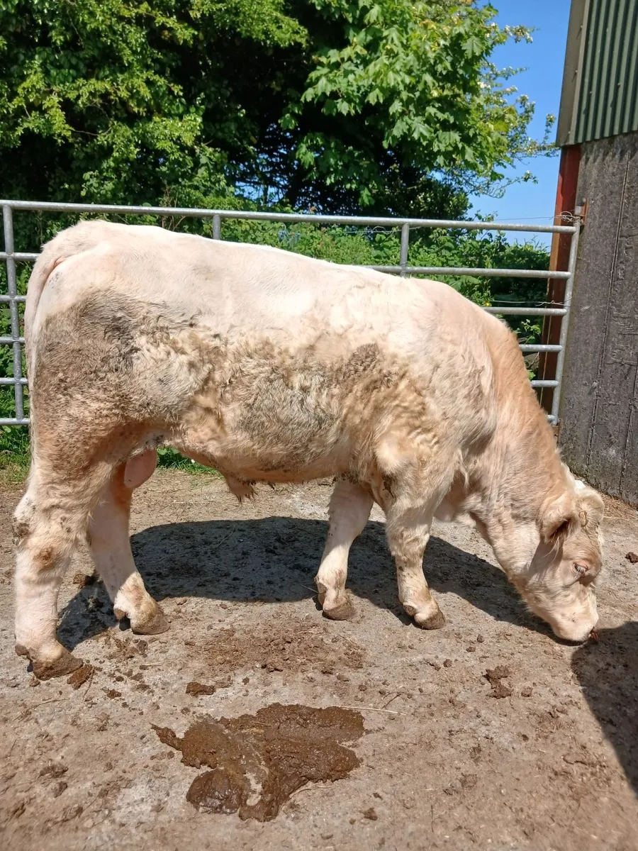 Pedigree charolais bulls - Image 1