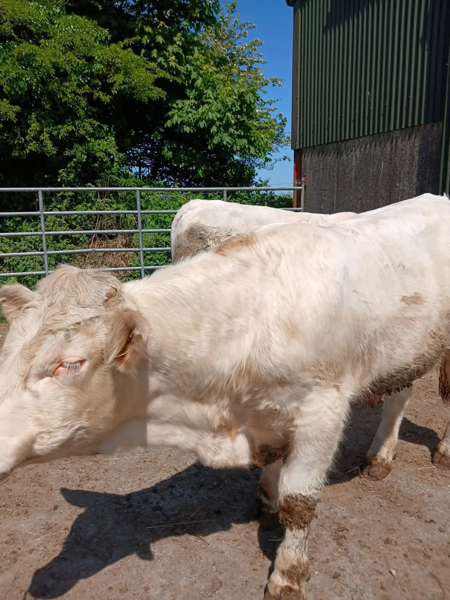 Pedigree charolais bulls - Image 2