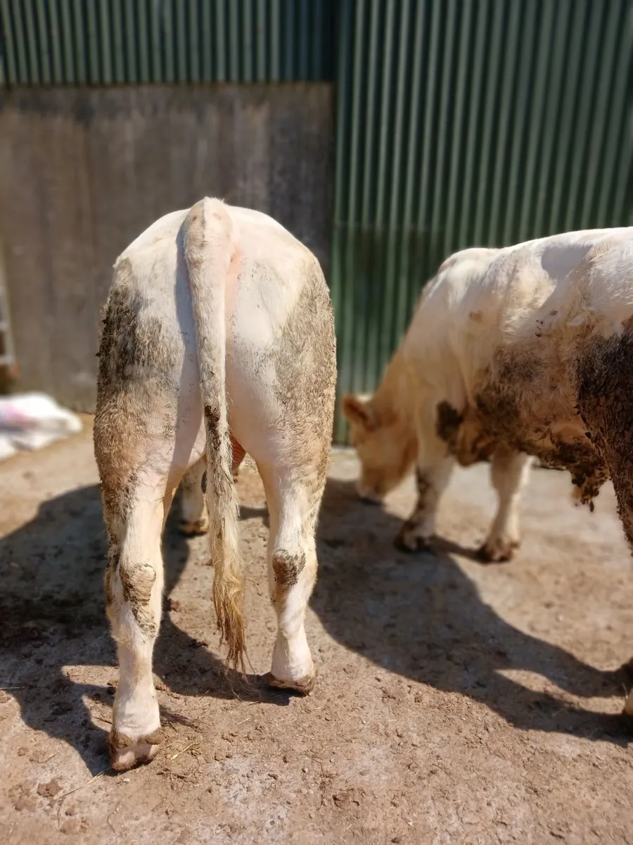 Pedigree charolais bulls - Image 4