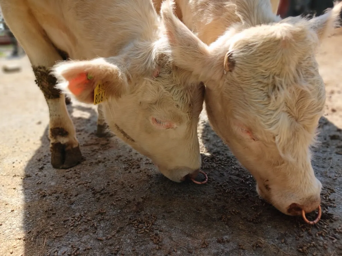 Pedigree charolais bulls - Image 3
