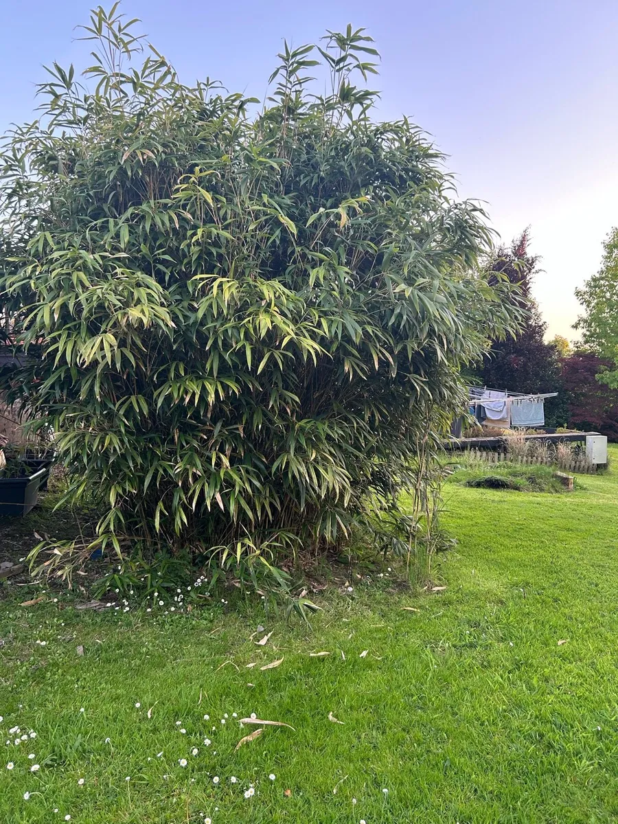 Mature Bamboo for sale - Image 1