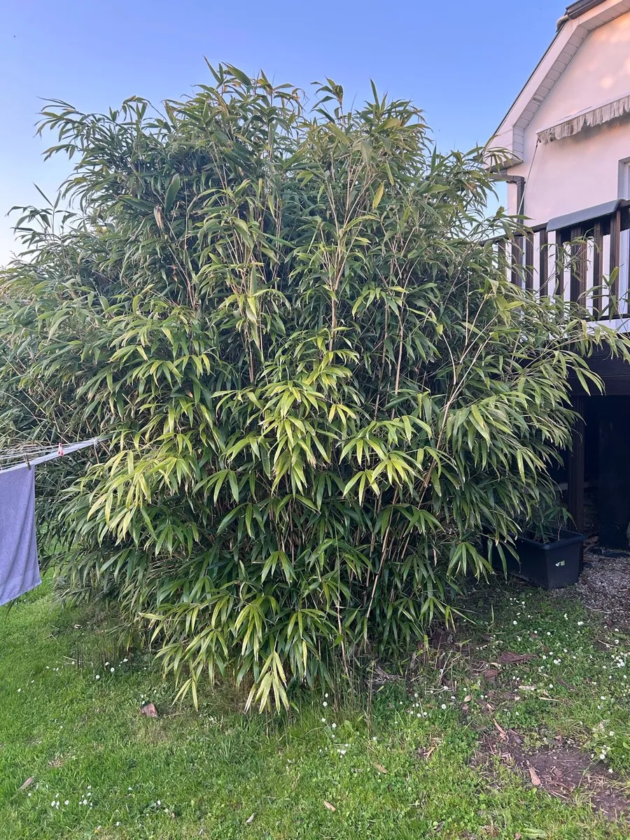Mature Bamboo for sale - Image 2