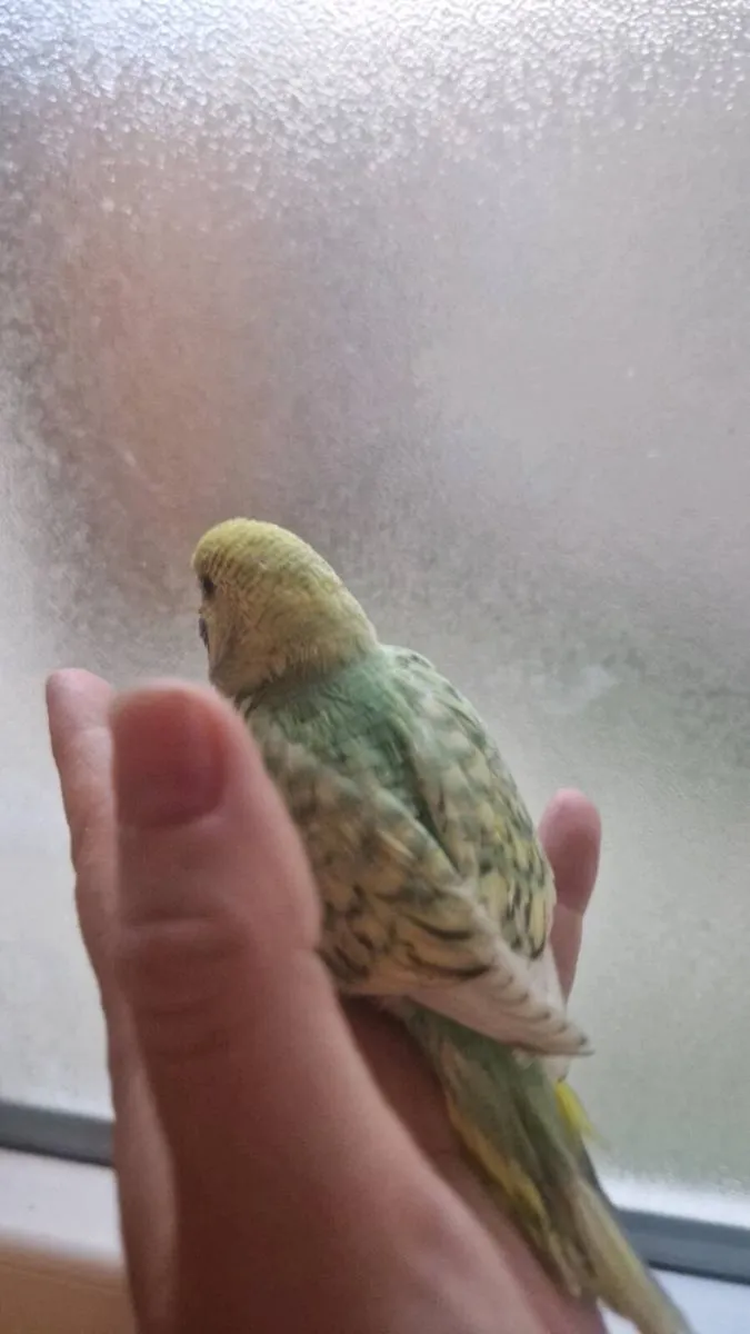 Budgies - Image 1
