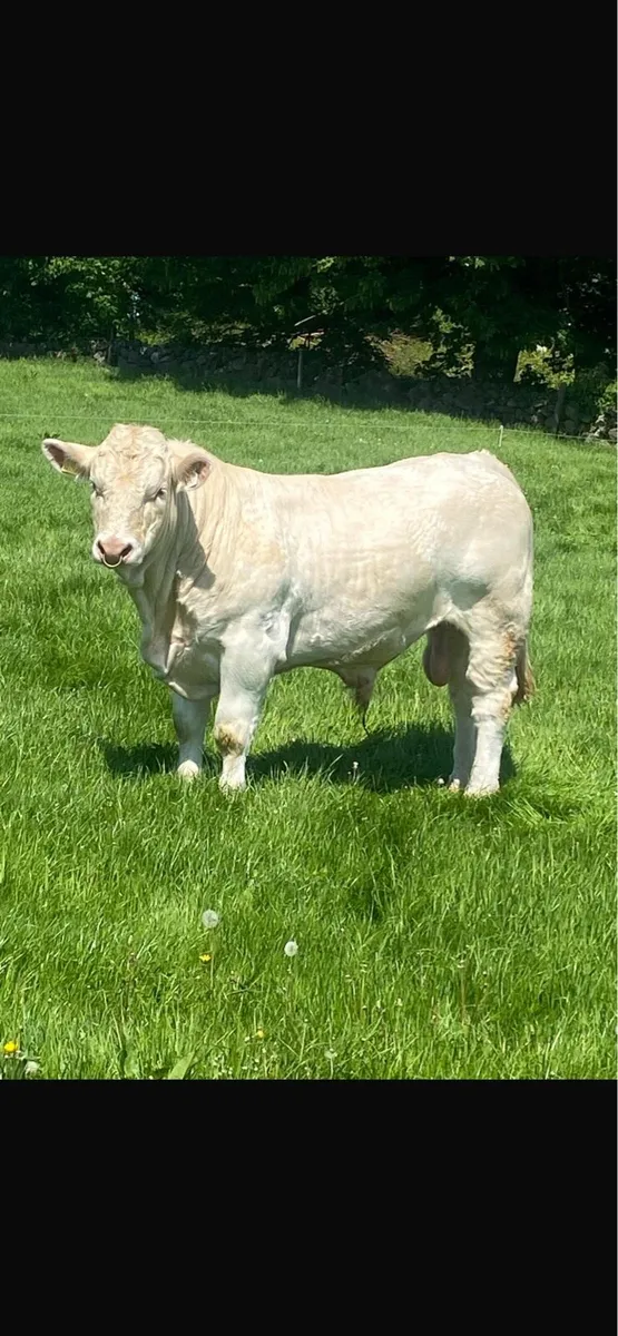 Charolais bull - Image 1
