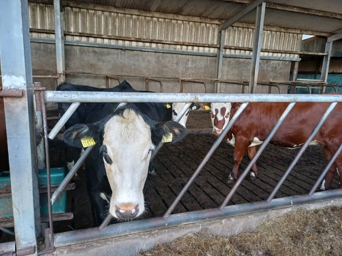 Breeding Heifers HEX -Castlerea mart thurs 28th - Image 4