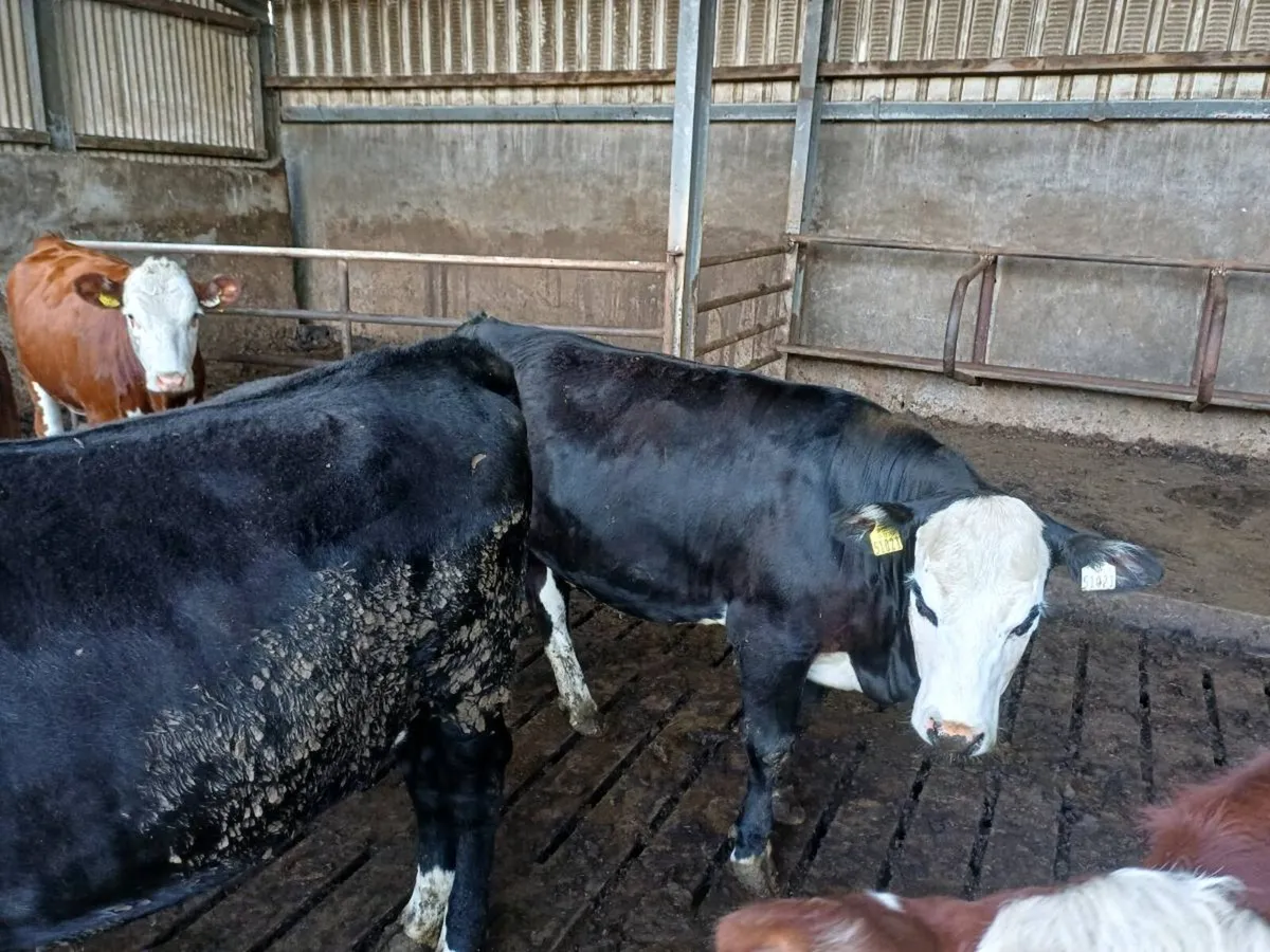 Breeding Heifers HEX -Castlerea mart thurs 28th - Image 2