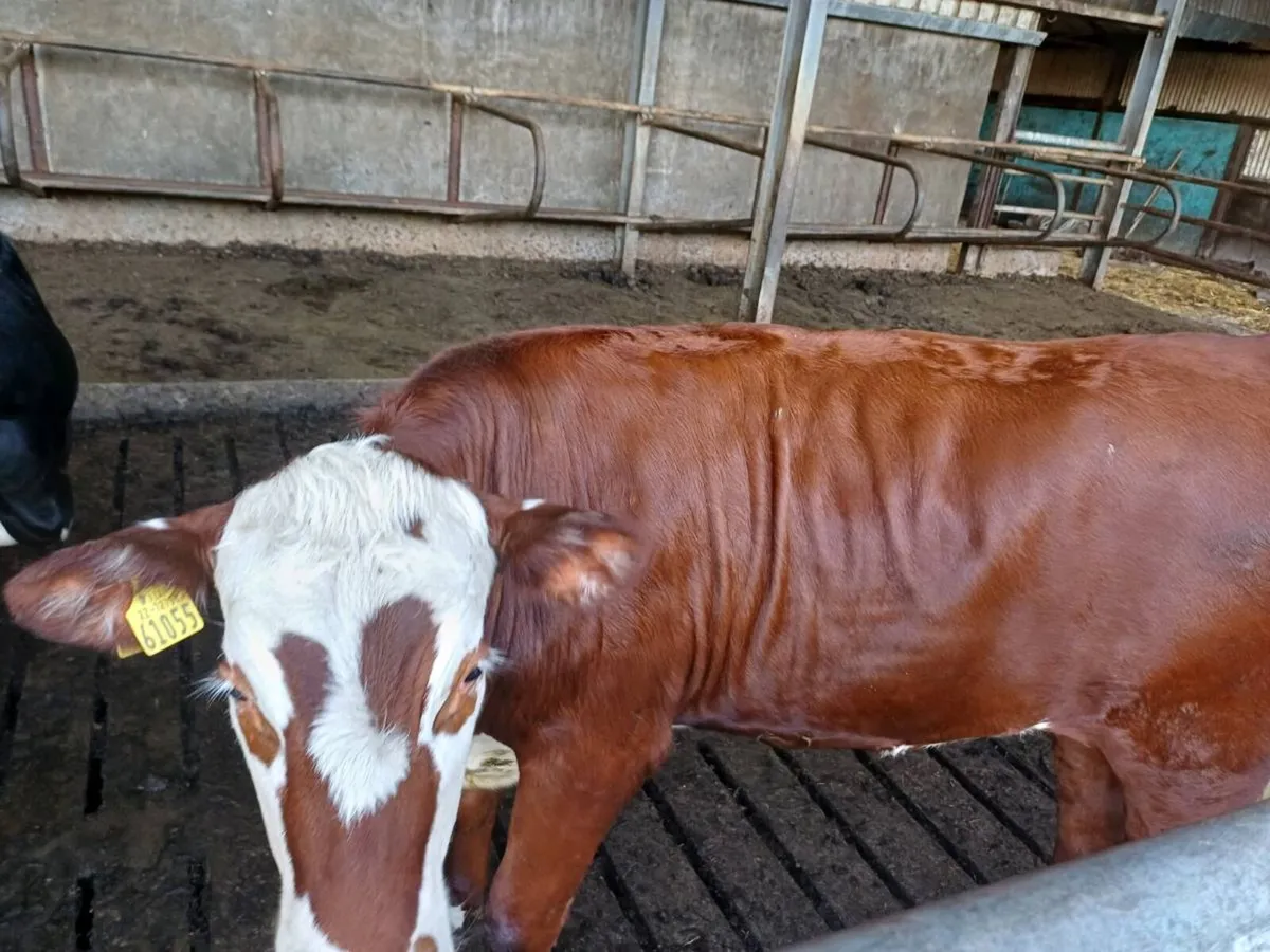 Breeding Heifers HEX -Castlerea mart thurs 28th - Image 3