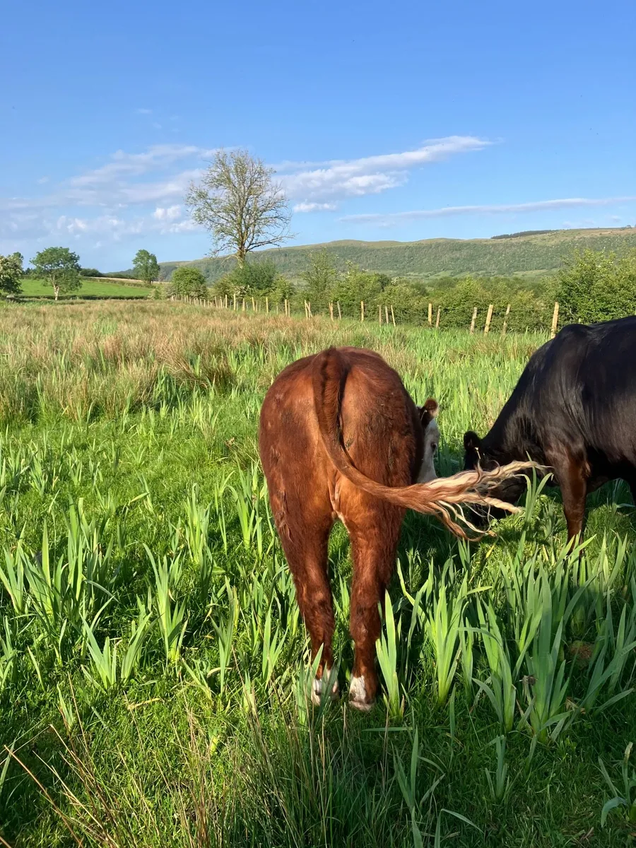 Organic cattle - Image 4