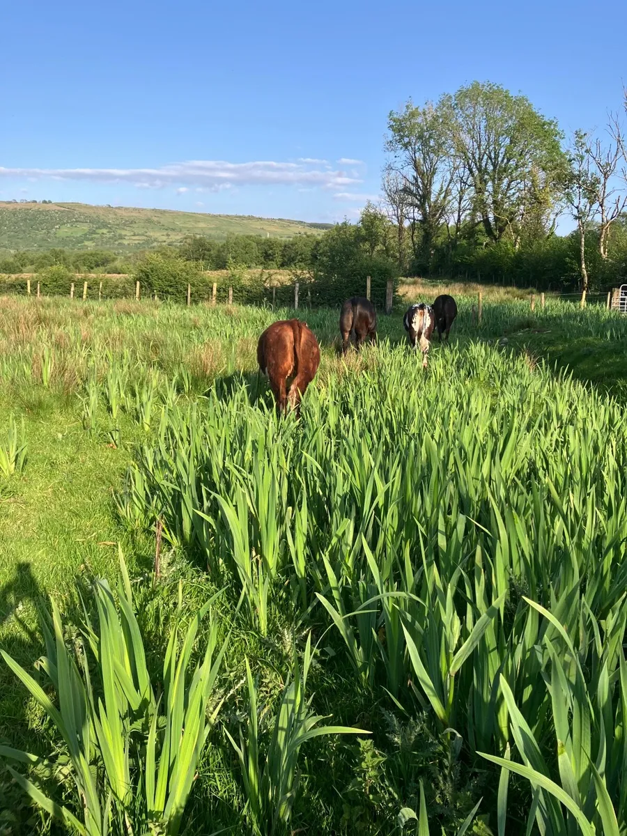 Organic cattle - Image 2