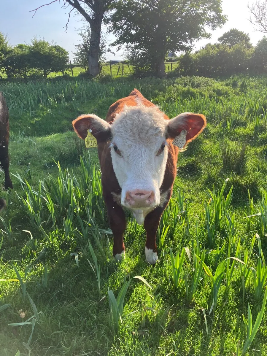 Organic cattle - Image 3