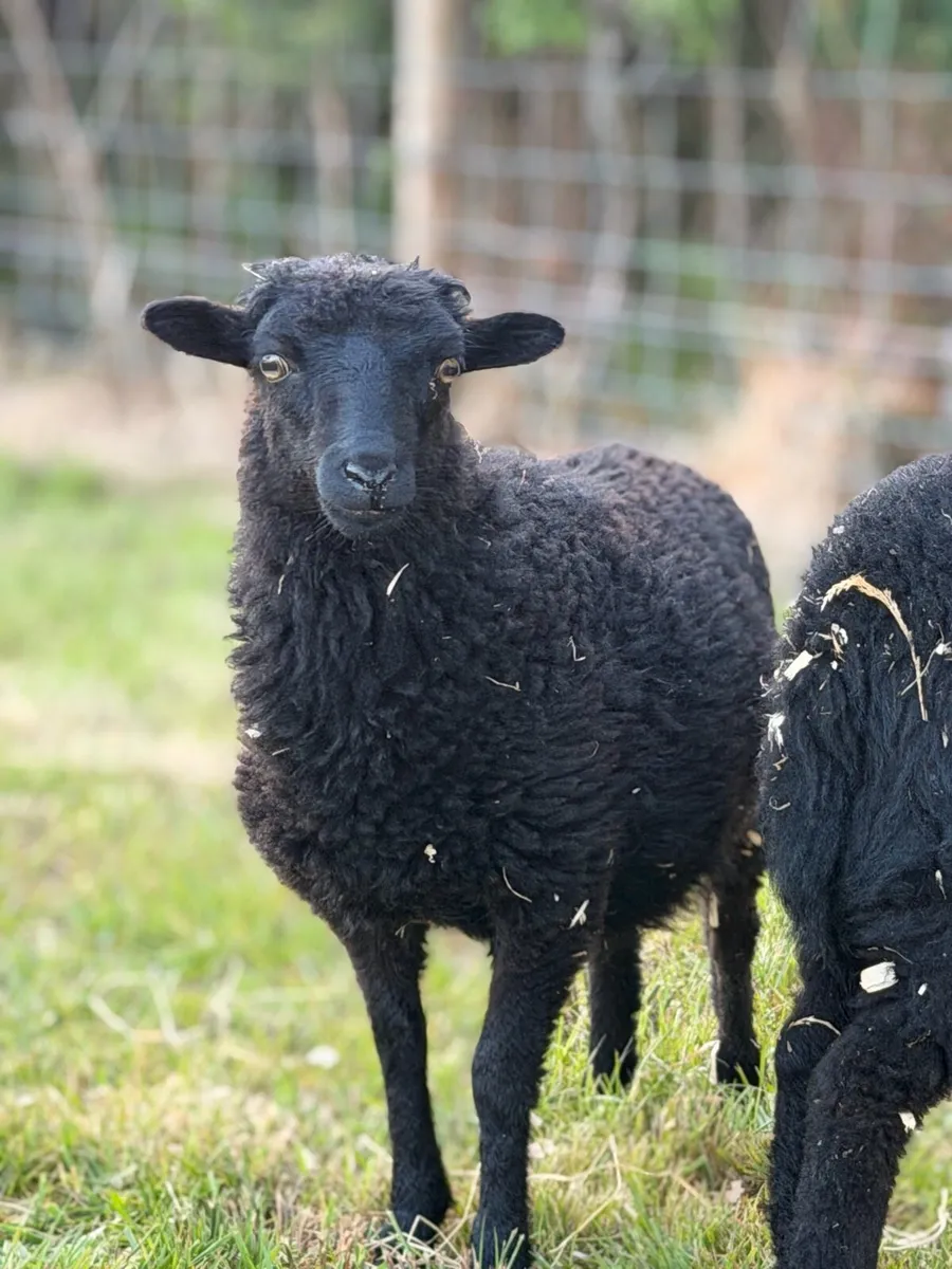 Rare Ouessant Sheep - Image 1