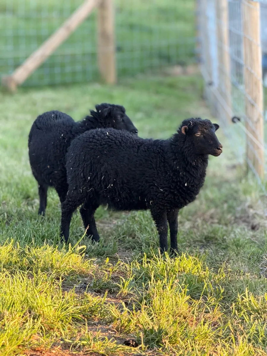 Rare Ouessant Sheep - Image 2