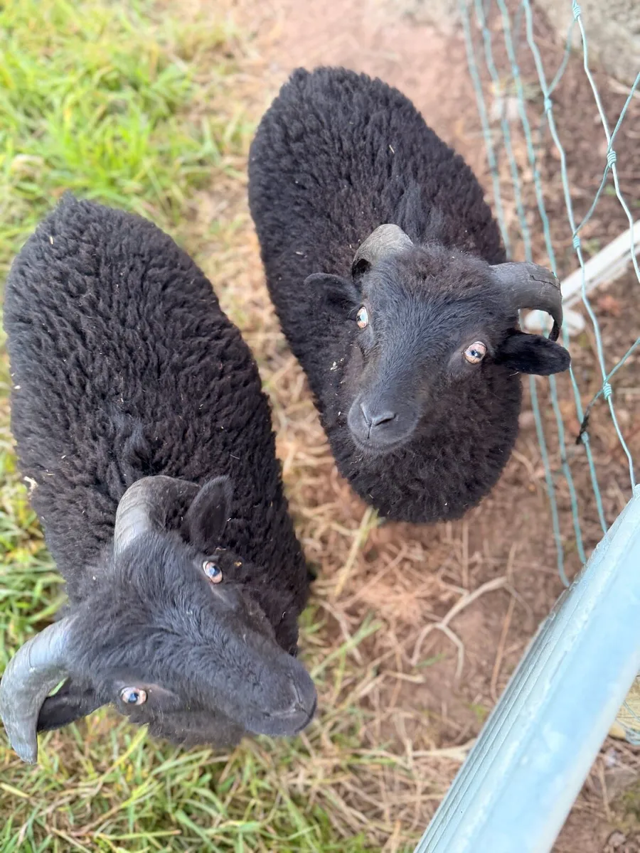 Rare Ouessant Sheep - Image 3