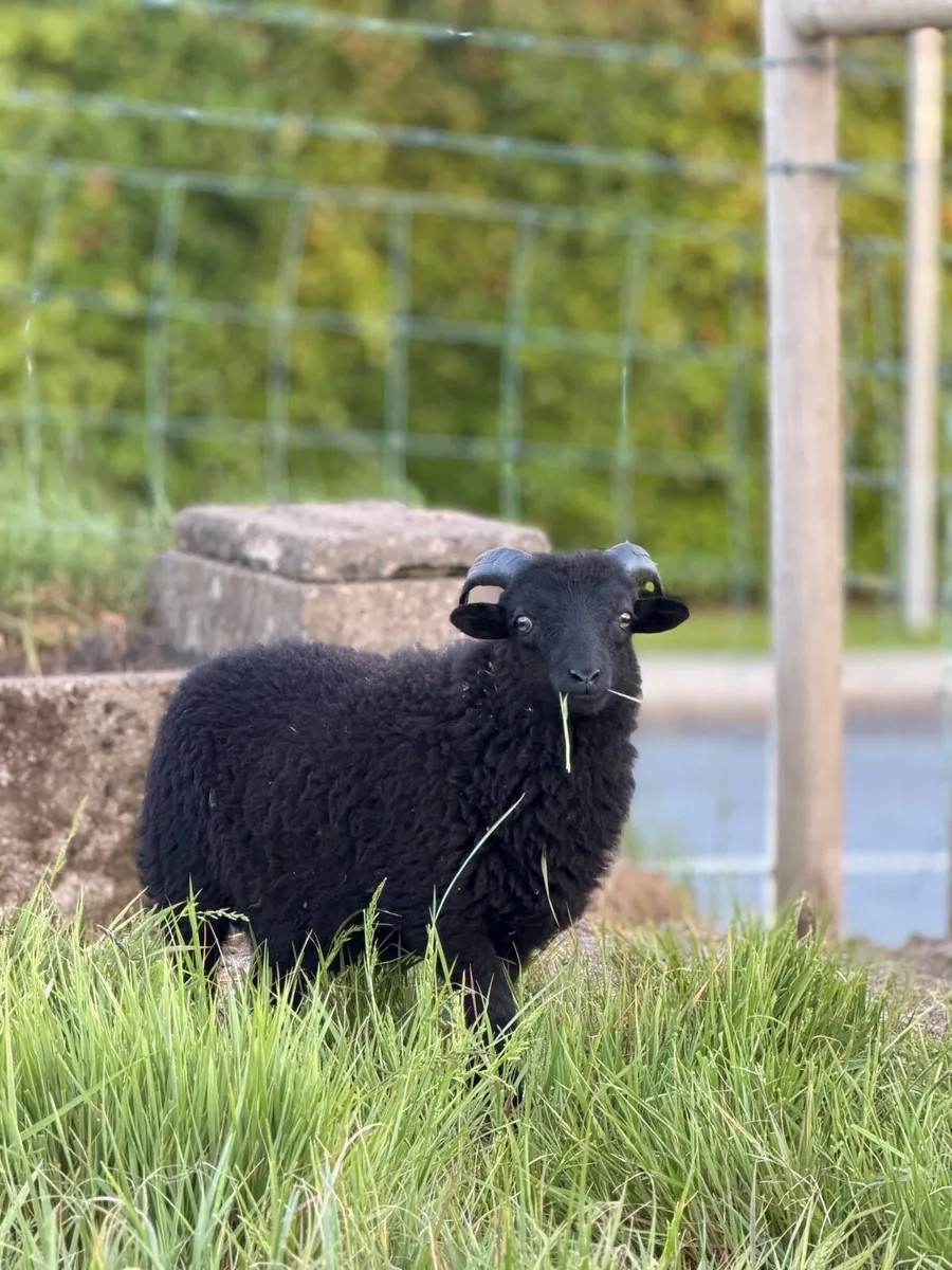 Rare Ouessant Sheep - Image 4