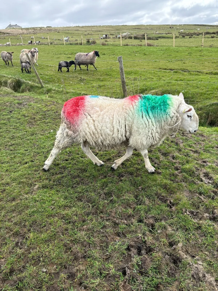 Ram - Image 1