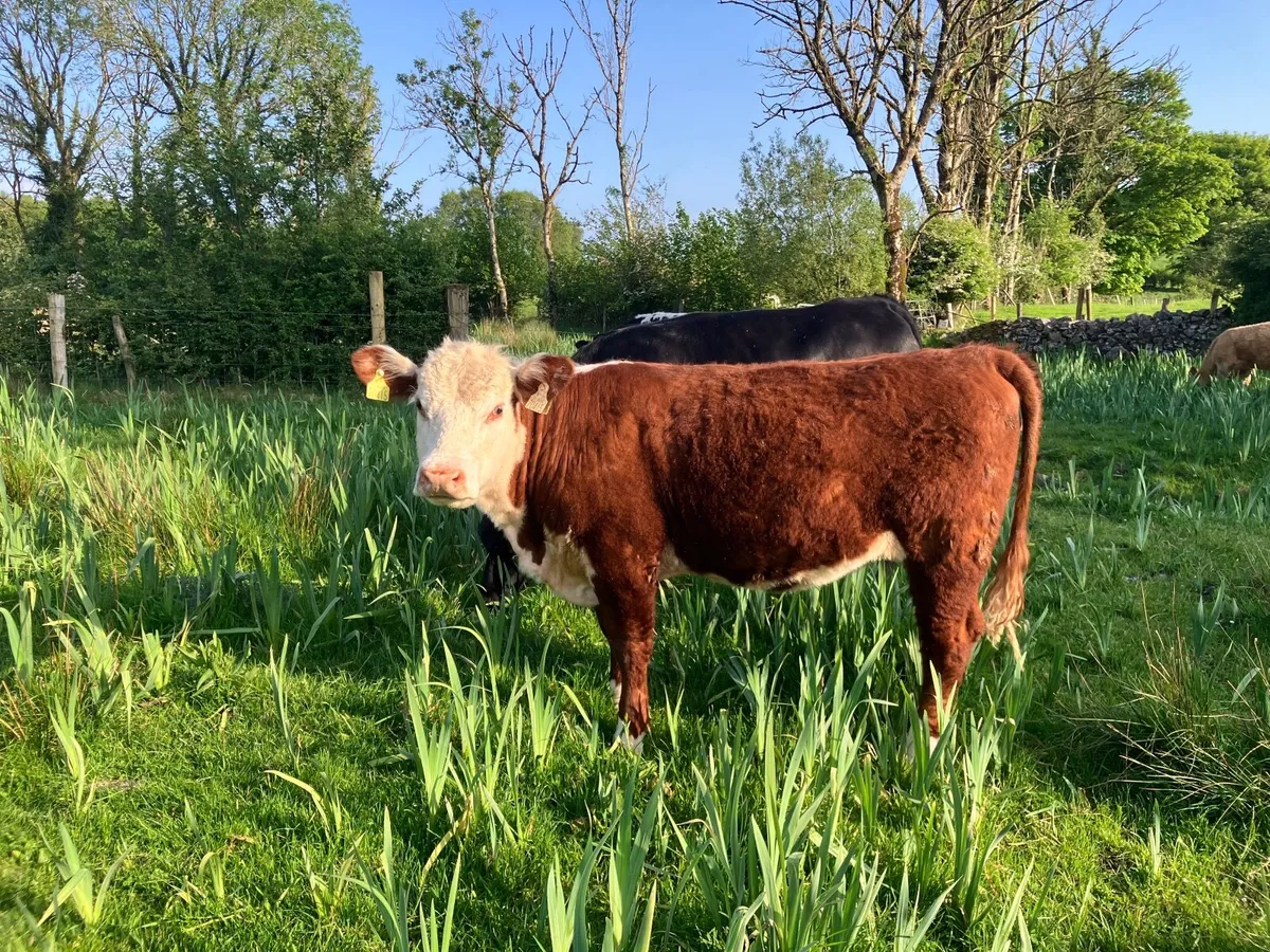 Organic cattle - Image 1
