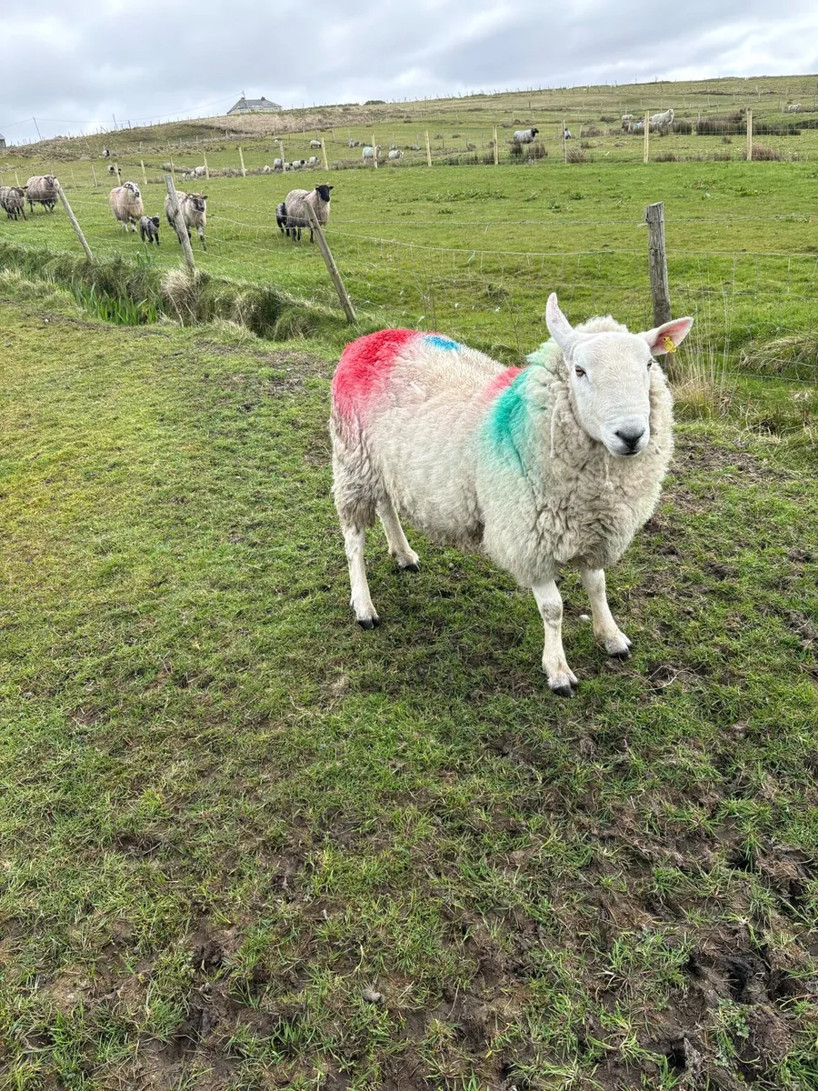 Ram - Image 2