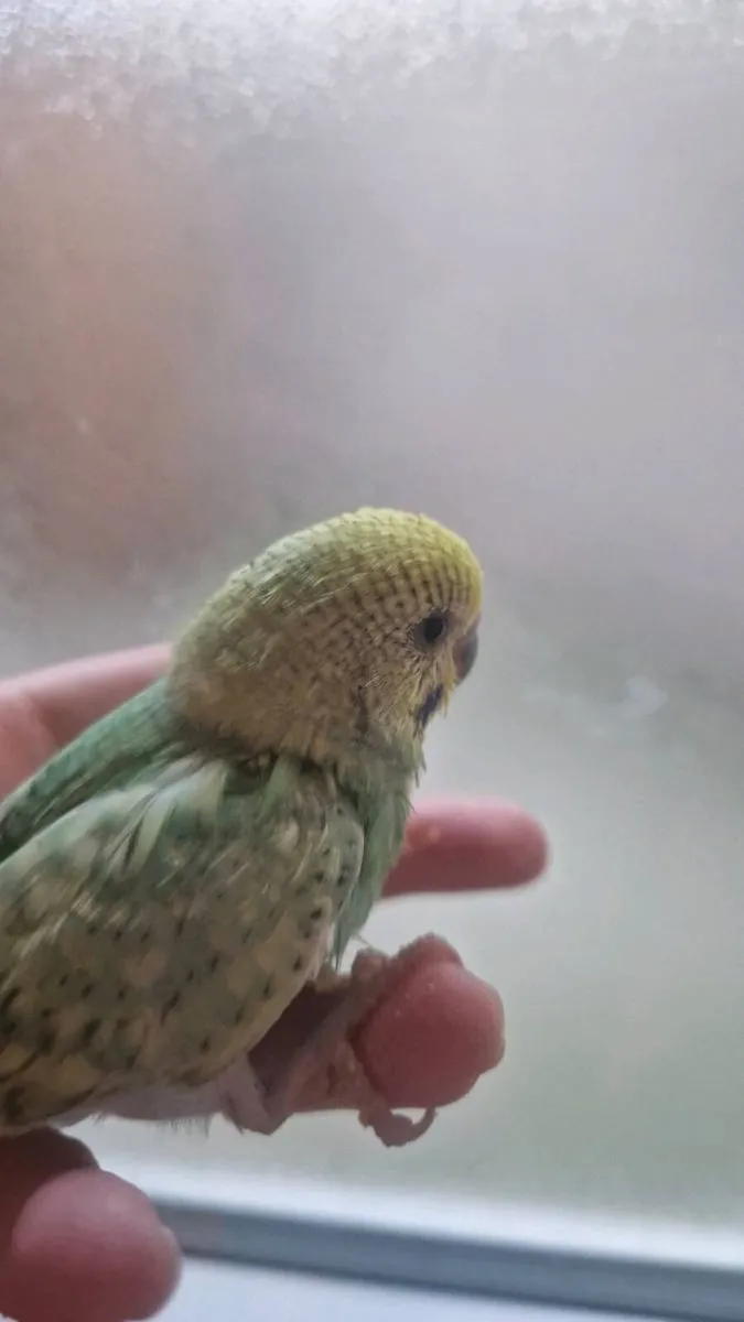 Budgies - Image 2