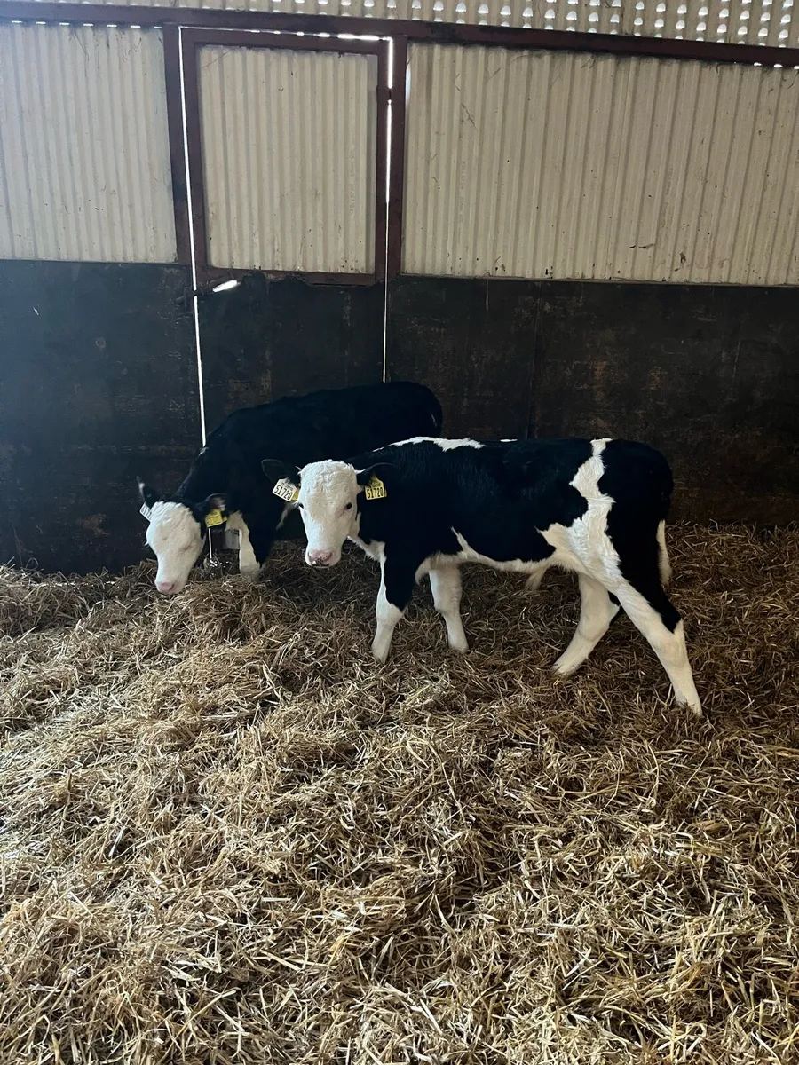 Hereford calves - Image 1
