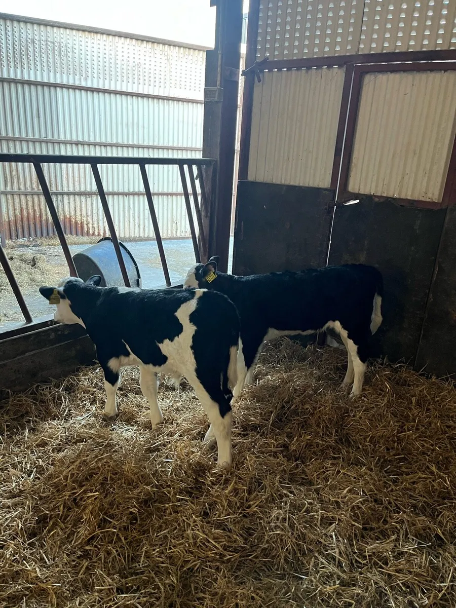Hereford calves - Image 4