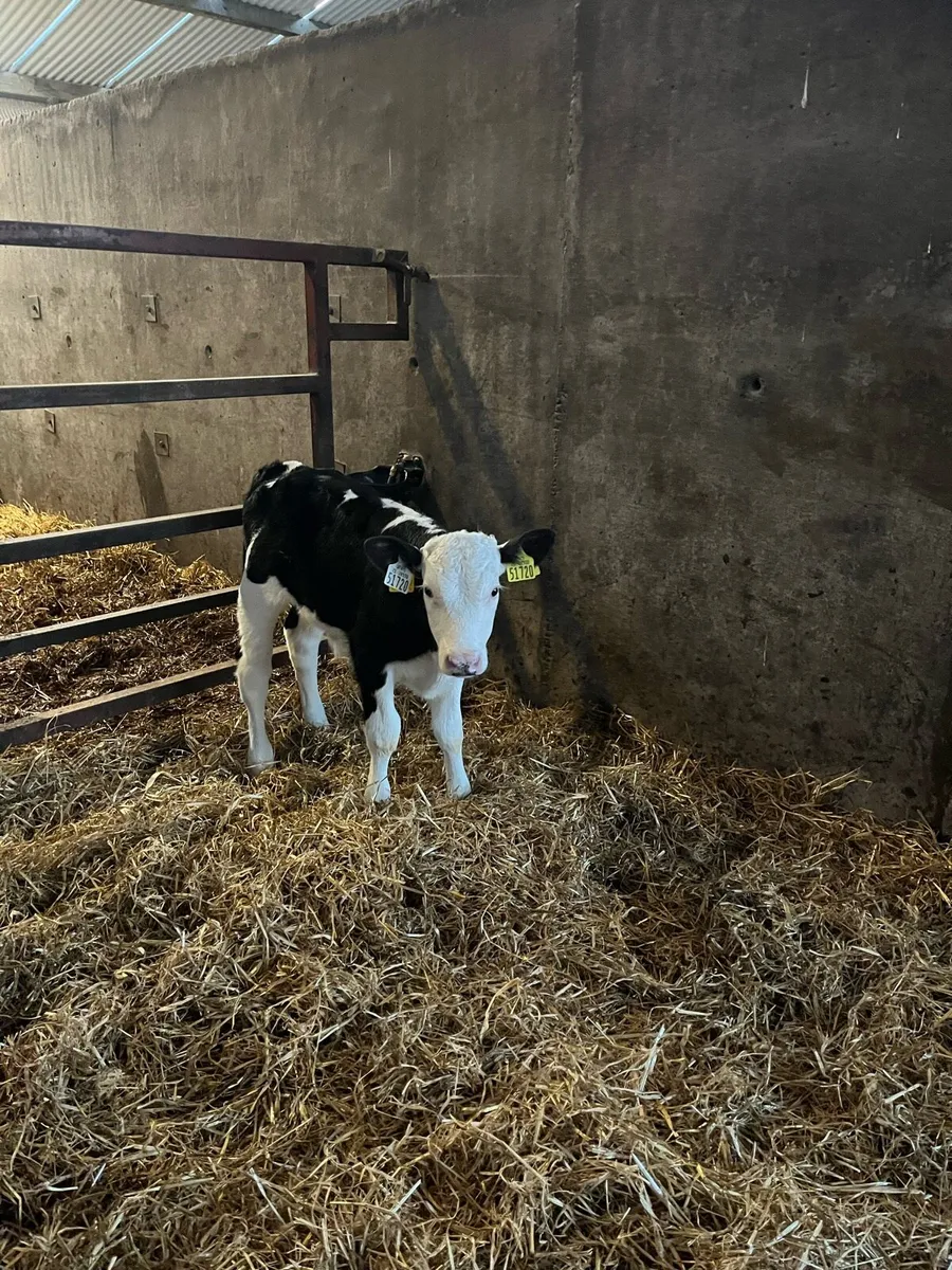 Hereford calves - Image 2