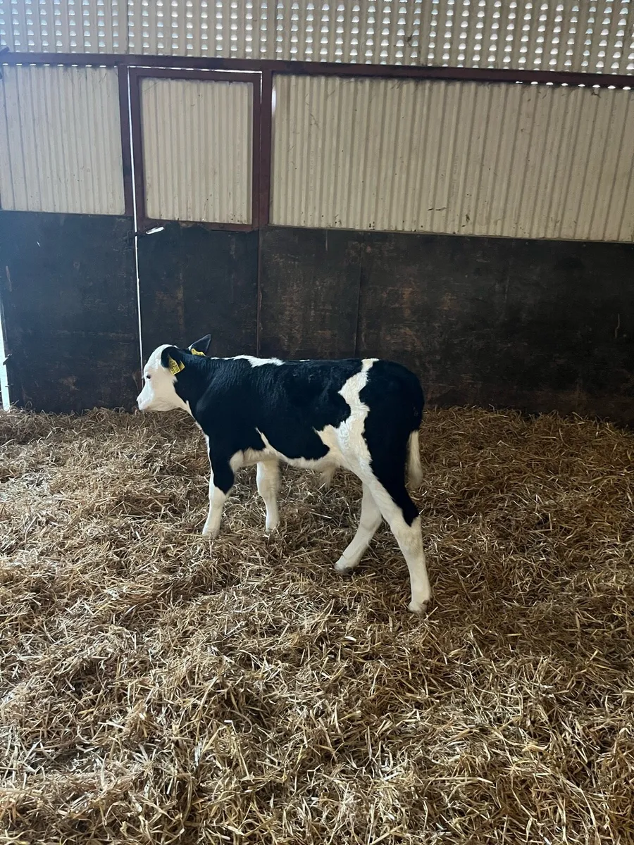 Hereford calves - Image 3
