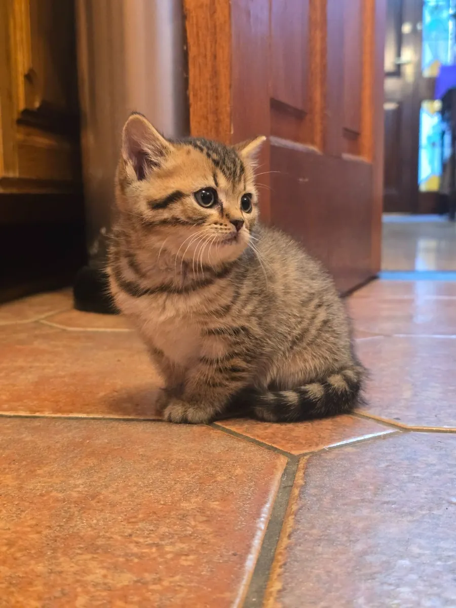 Kitten - Image 1