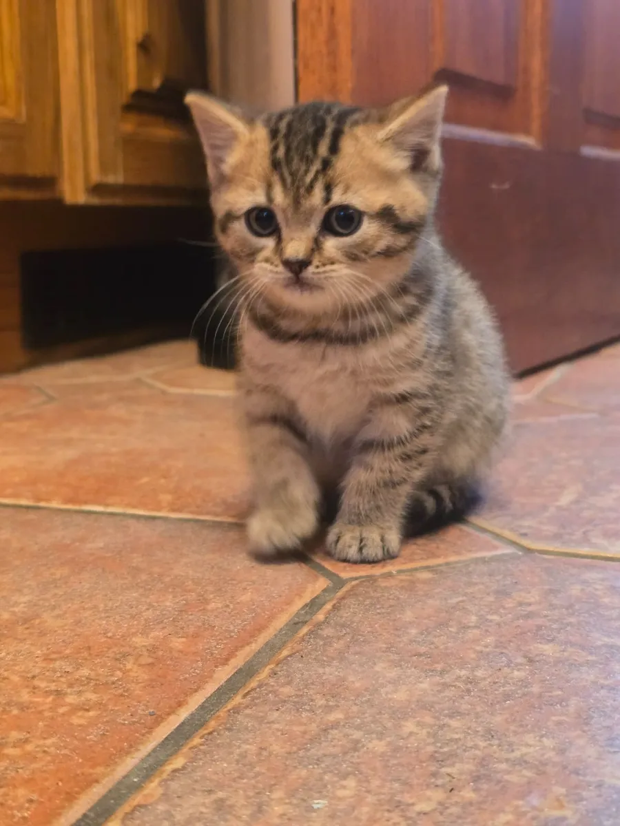 Kitten - Image 2