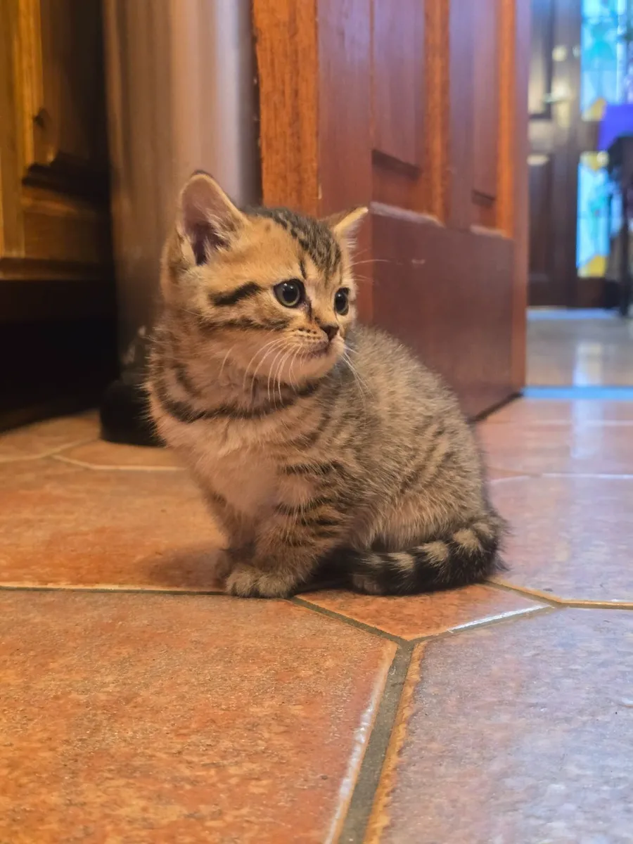 Kitten - Image 3