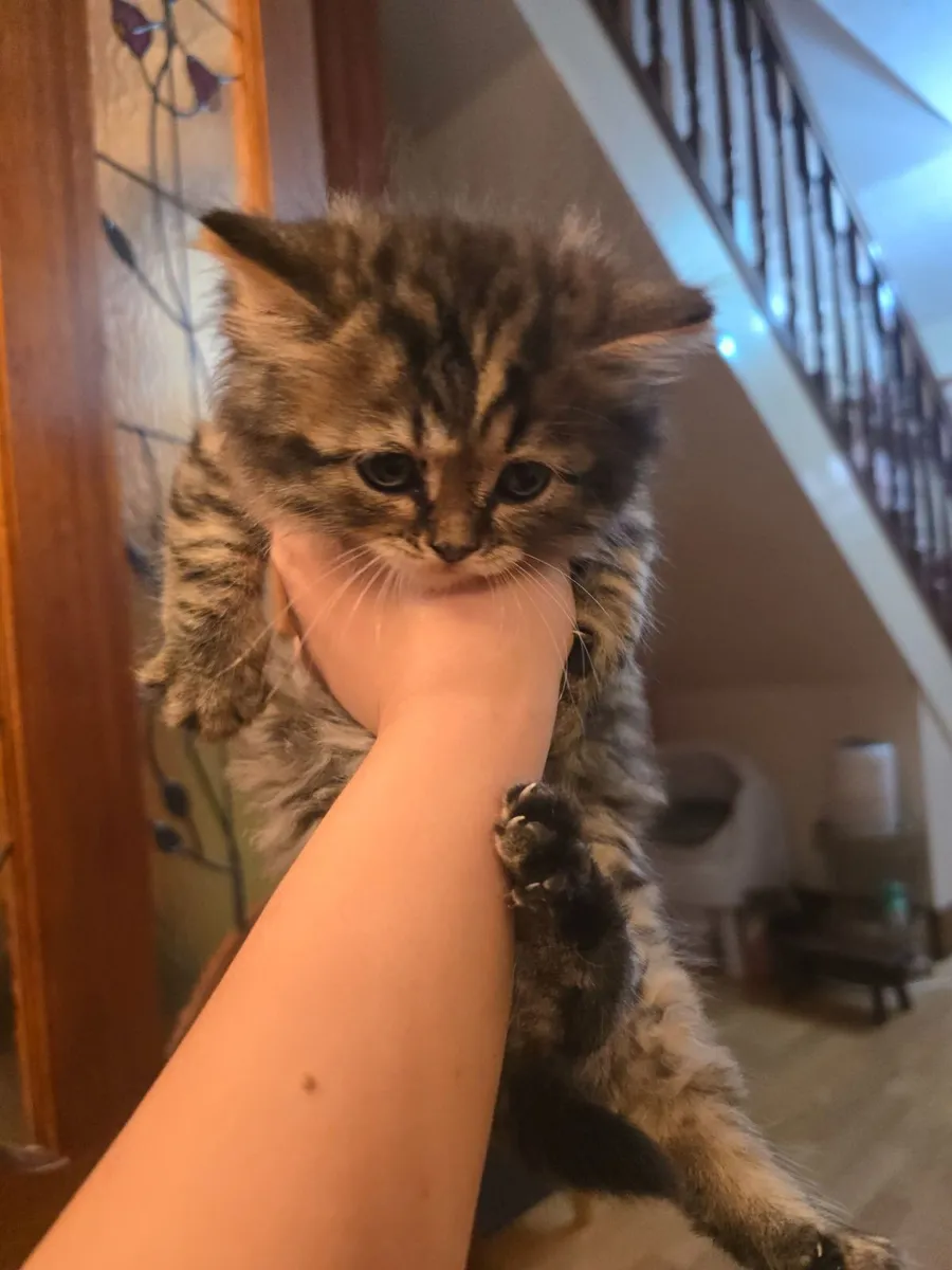Kitten - Image 4