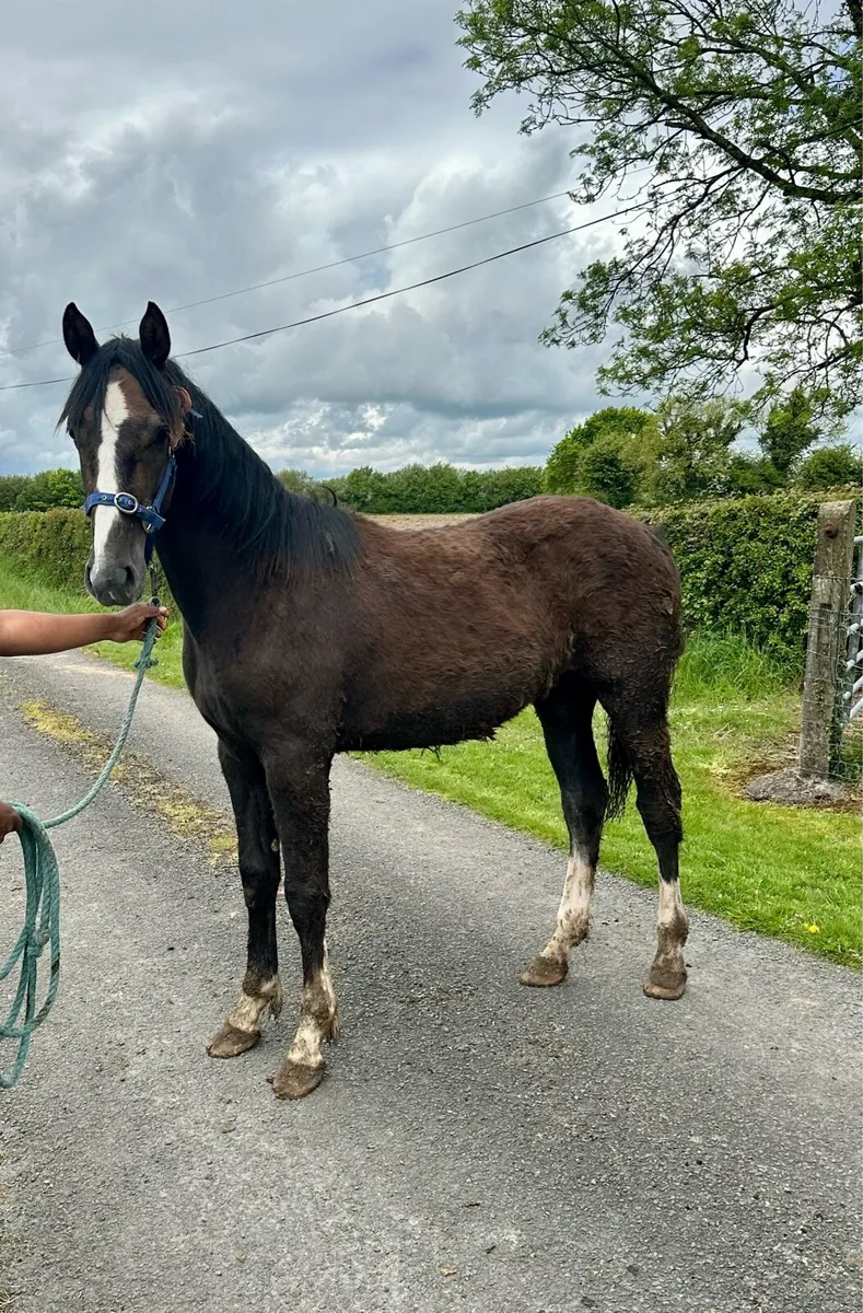 Irish Draught Yearling Fillies - Image 2