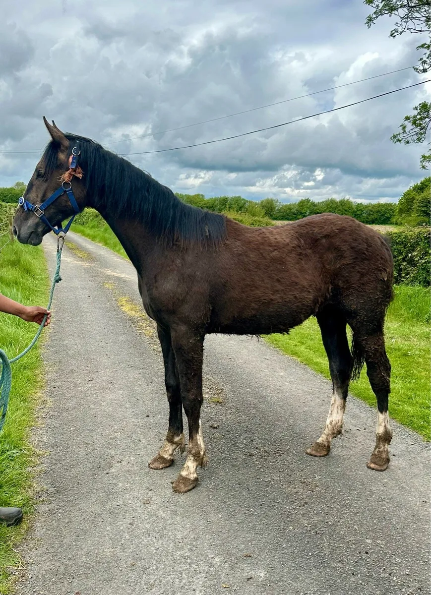 Irish Draught Yearling Fillies - Image 3