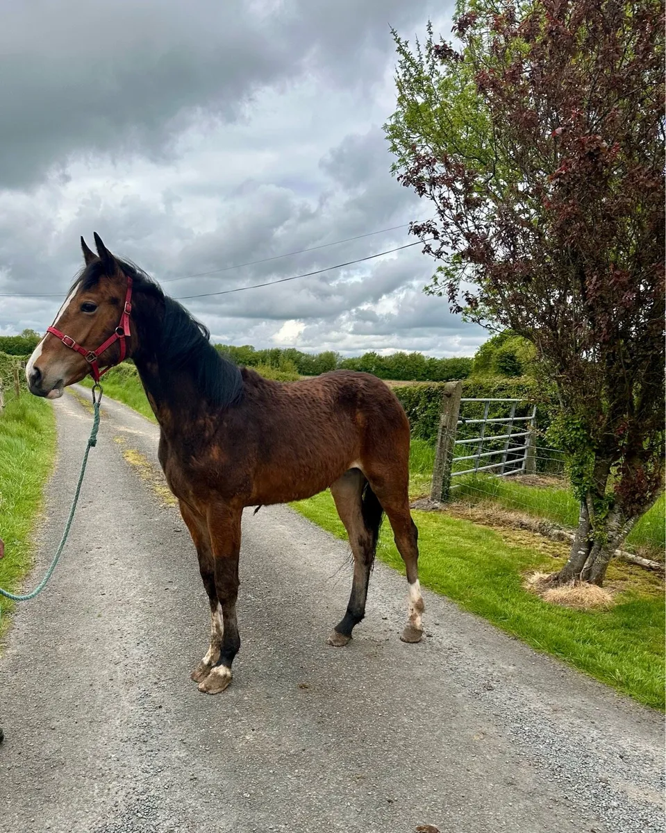 Irish Draught Yearling Fillies - Image 4