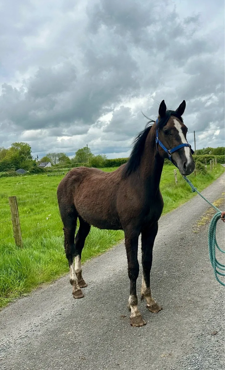 Irish Draught Yearling Fillies - Image 1