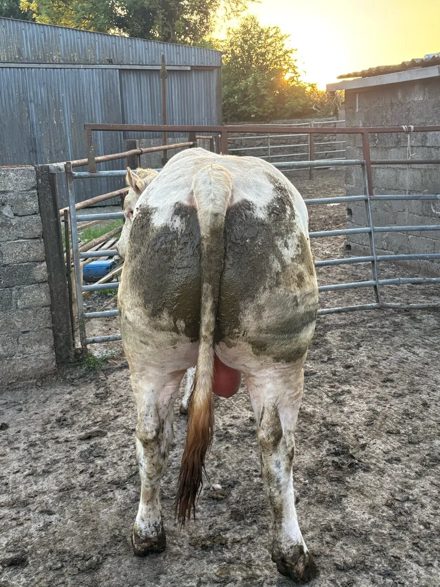 Charolais bull - Image 2