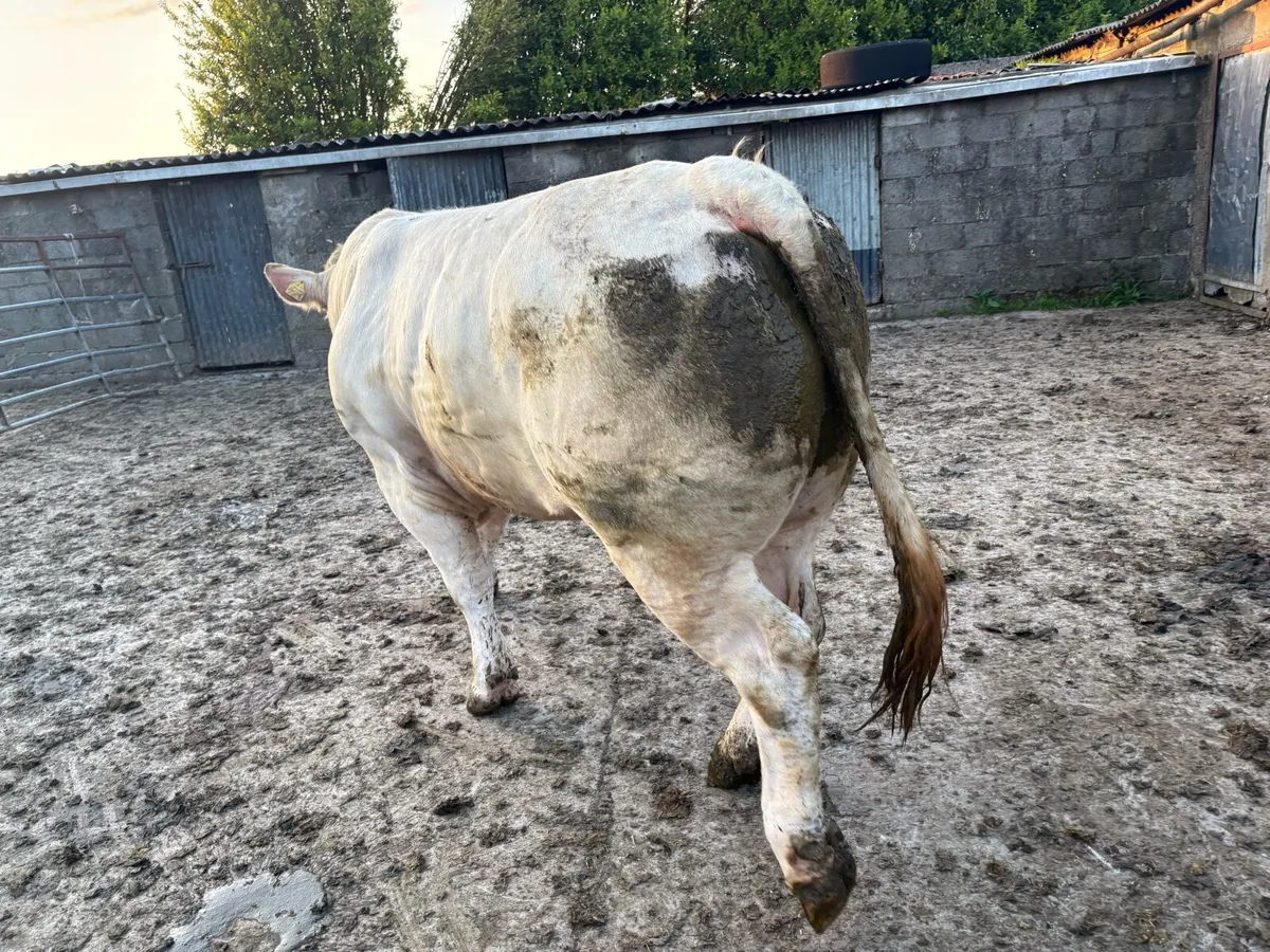 Charolais bull - Image 3