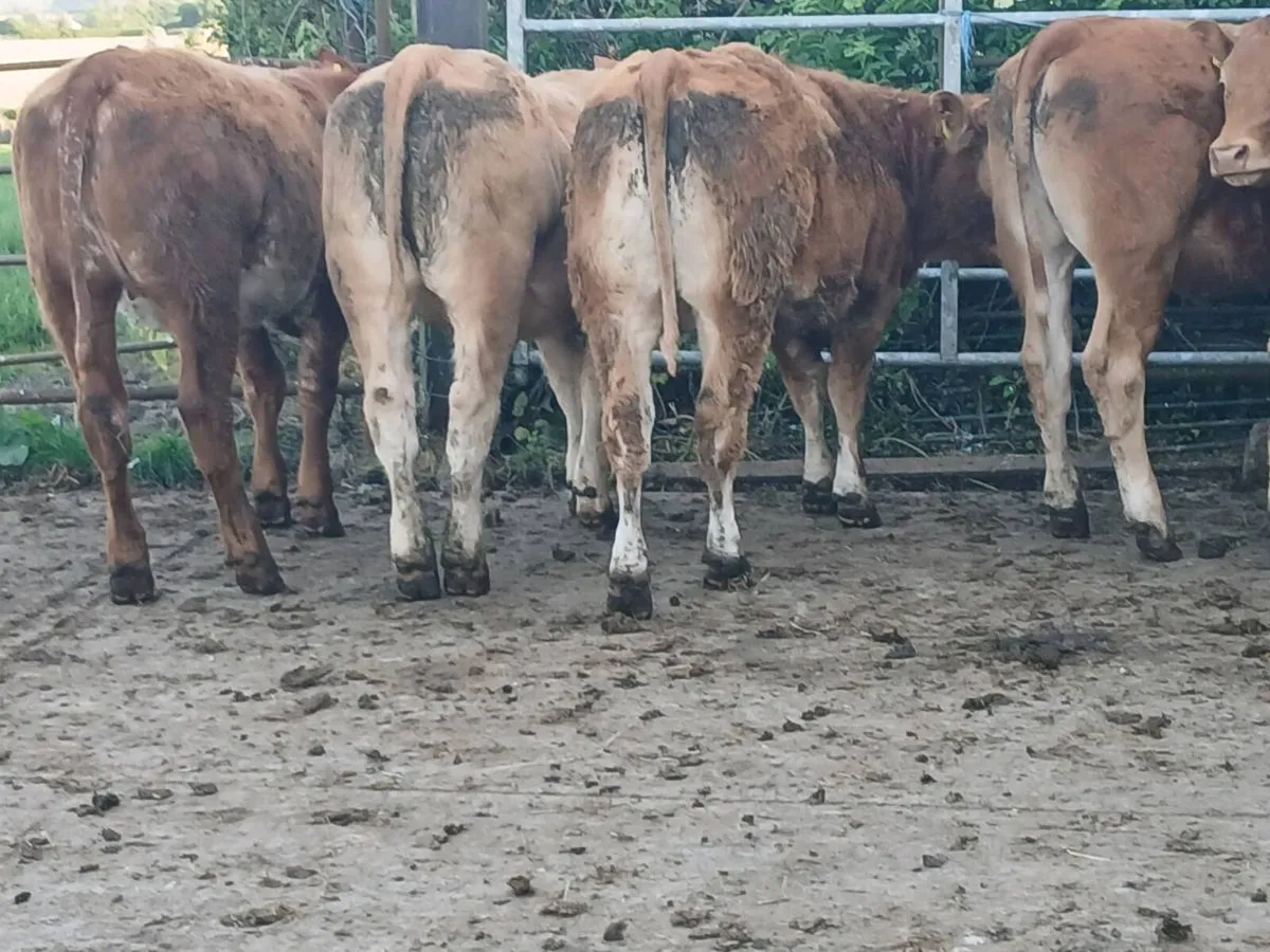 6 Top quality LMX Heifer's for sale - Image 2