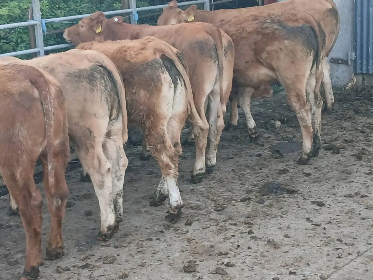 6 Top quality LMX Heifer's for sale - Image 1
