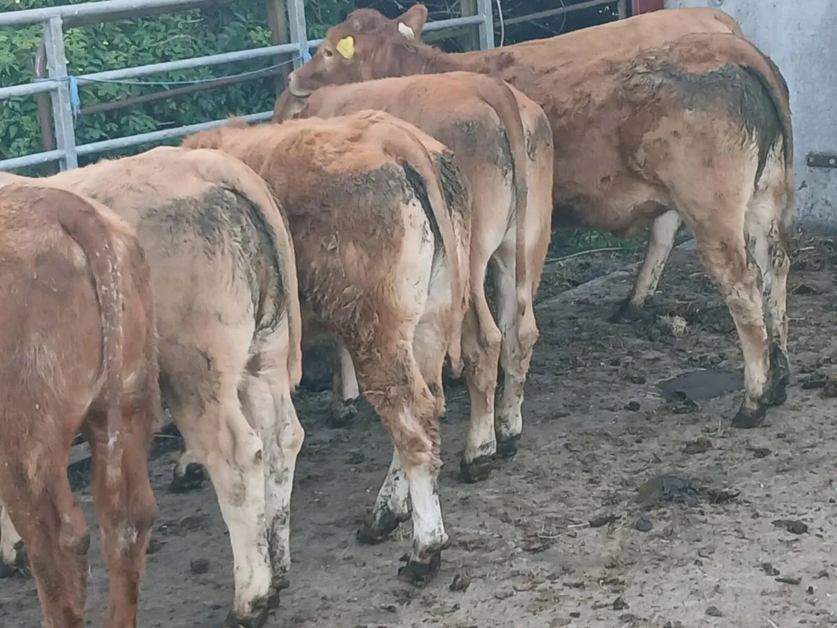 6 Top quality LMX Heifer's for sale - Image 3