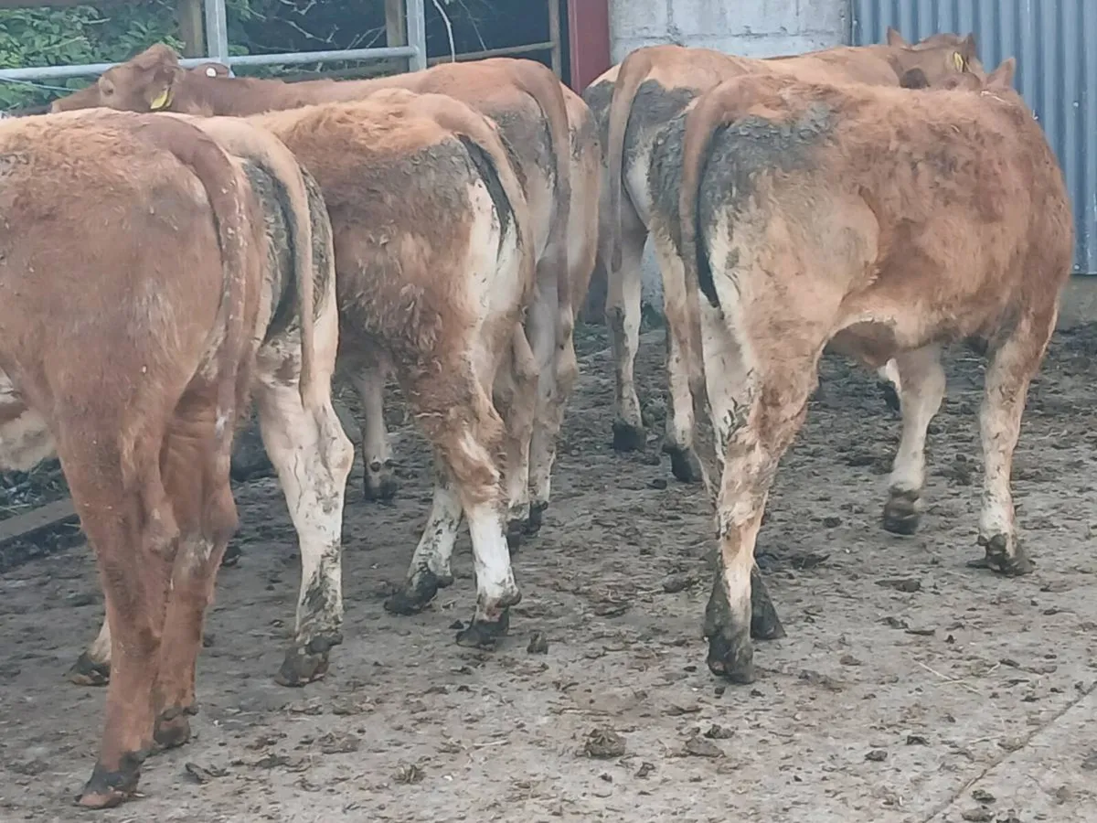 6 Top quality LMX Heifer's for sale - Image 4