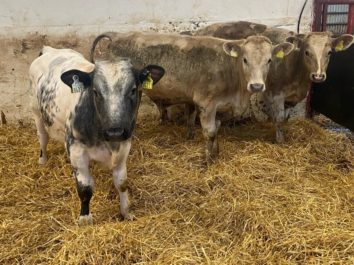 260 Kg Charolais And Blue Bull Weanlings - Image 1