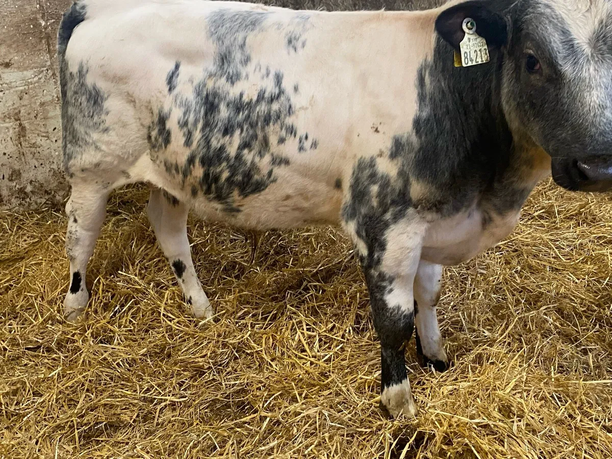 260 Kg Charolais And Blue Bull Weanlings - Image 2