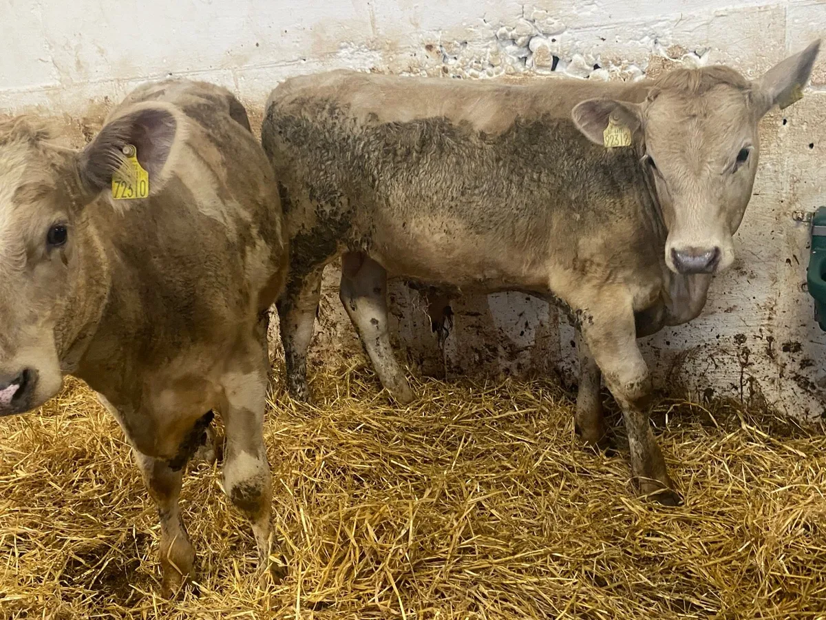 260 Kg Charolais And Blue Bull Weanlings - Image 3