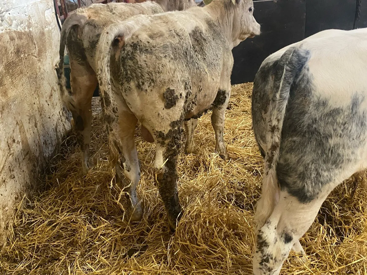 260 Kg Charolais And Blue Bull Weanlings - Image 4