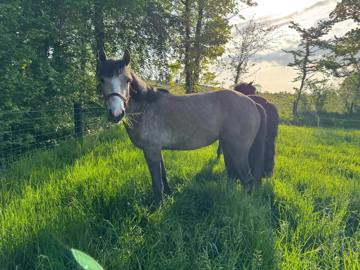Connemara Fillies - Image 2