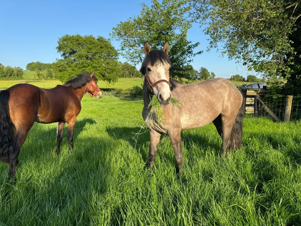 Connemara Fillies - Image 3