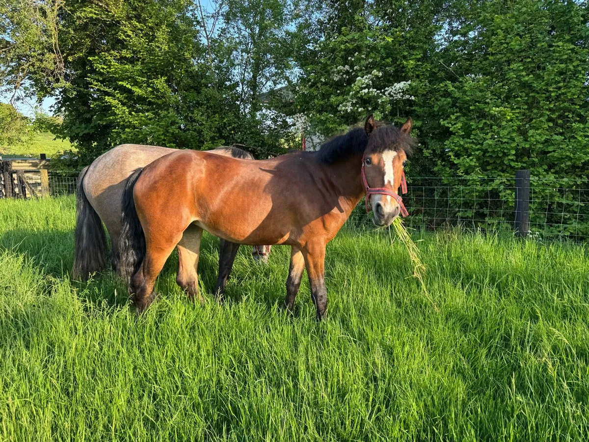 Connemara Fillies - Image 4